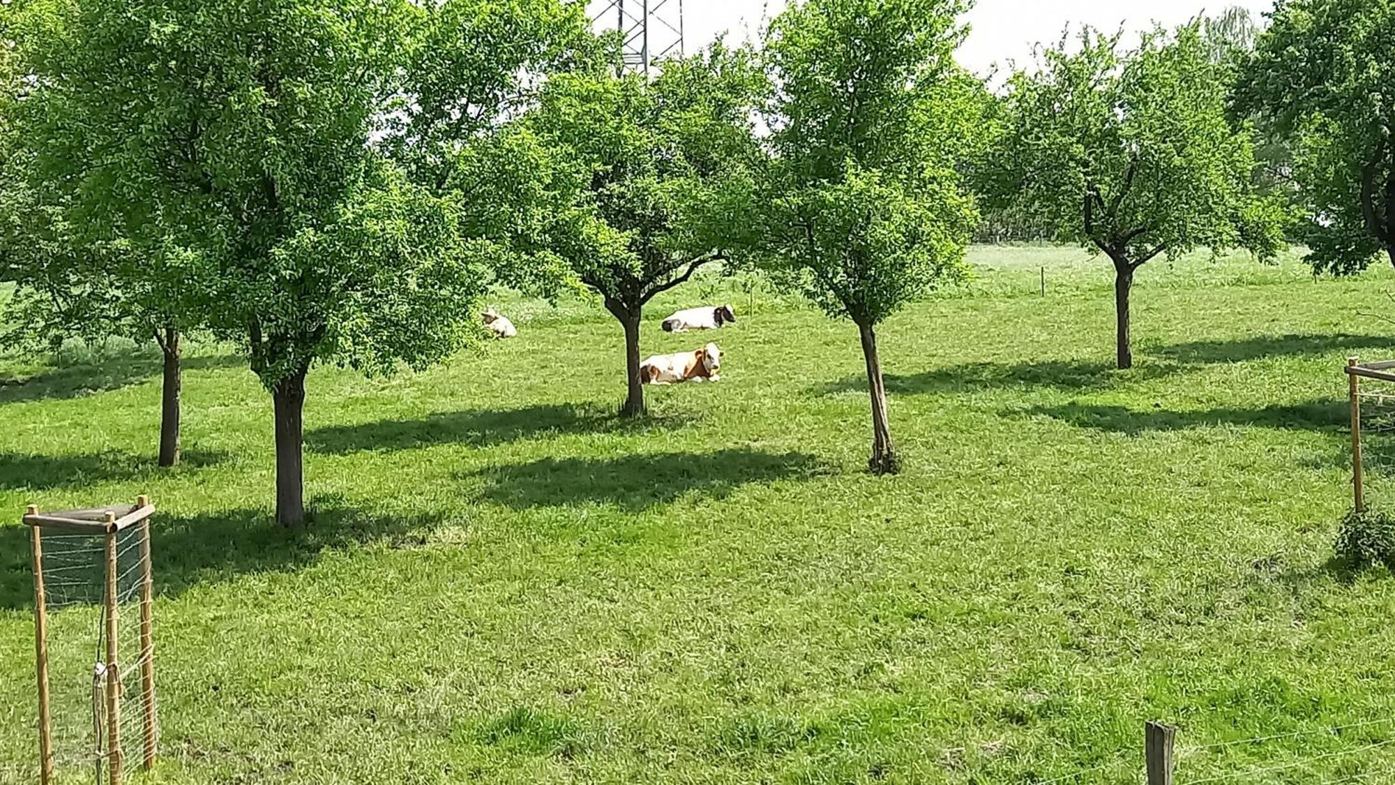 Bauernhof Sesterhenn Лайхлинген Екстериор снимка